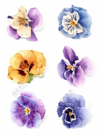水彩手绘兰花植物花瓣套图元素