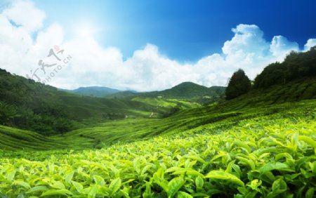 绿色的茶山