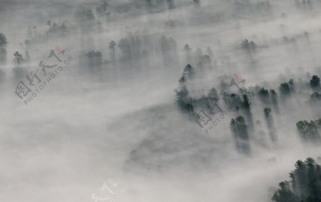 雾天的森林
