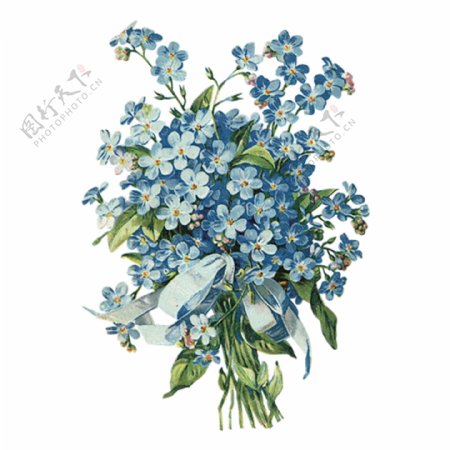 淡蓝色花卉手绘植物素材