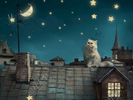 波斯白猫小猫童话幻想晚