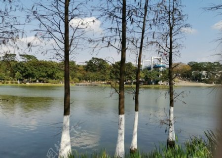 池塘景色