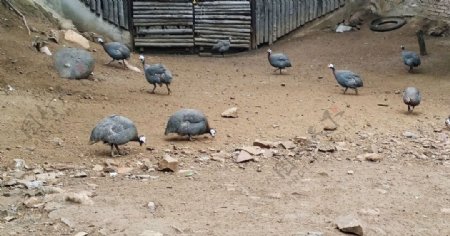 北京八达岭野生动物园母孔雀
