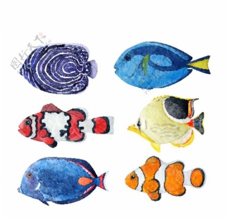 6款水彩绘鱼类设计矢量素材