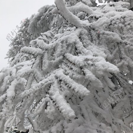 仙女山雪景树枝积雪