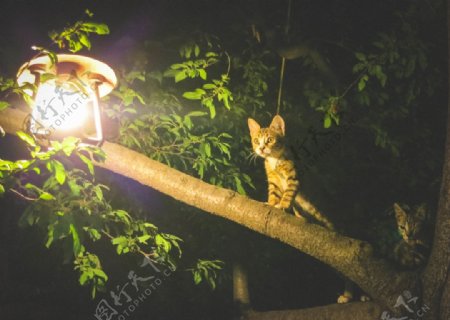 路灯下的小猫