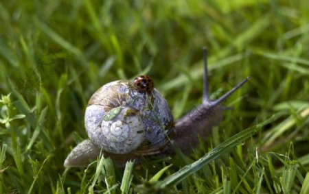 蜗牛和瓢虫