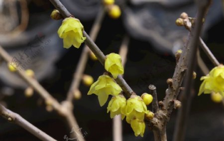 蜡梅花