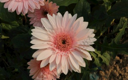 粉色荷兰菊