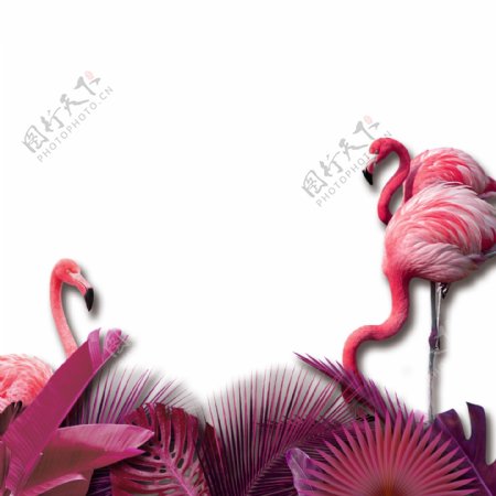 粉红色热带鸟