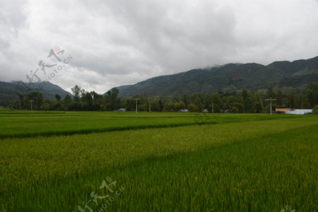 稻田远山