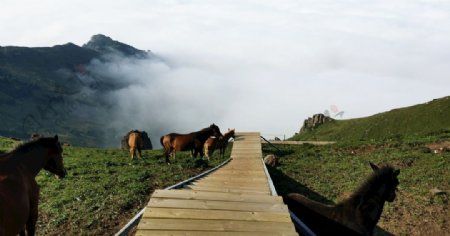 北京灵山上的马群