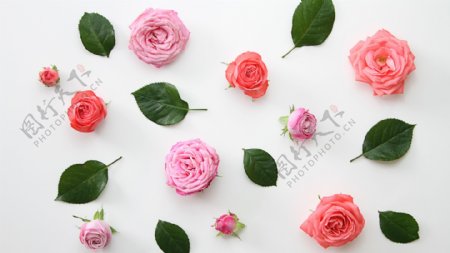 粉色系玫瑰花