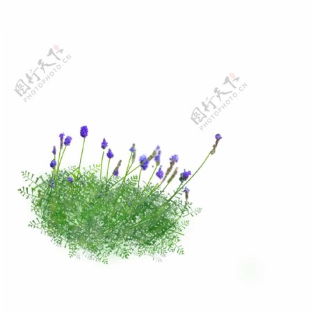 薰衣草花丛紫色绿色植物元素