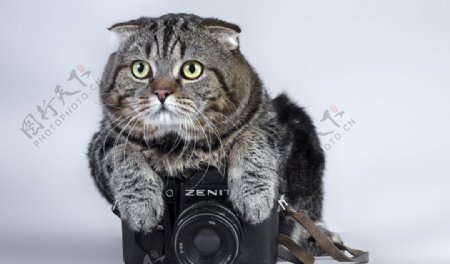 猫和摄像机