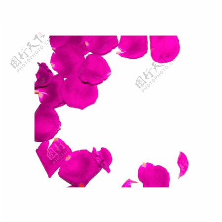 粉色玫瑰花瓣实物拍摄免抠