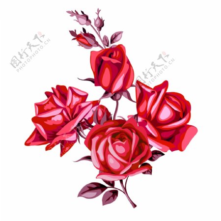 红色玫瑰花png素材
