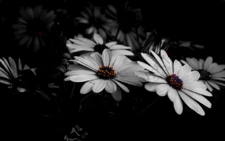 黑白野菊花