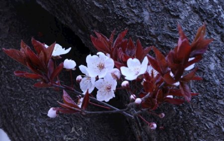 紫叶李