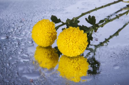 带有露水的黄色菊花