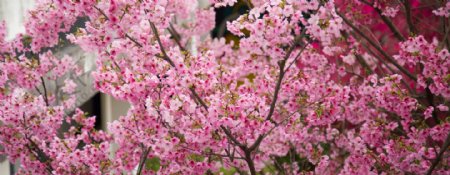 樱花树五摄影图片