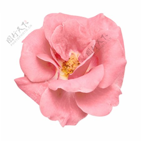 漂亮的粉色玫瑰素材