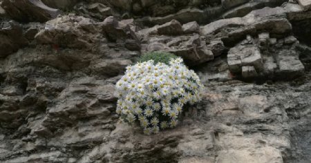 悬崖上的一团花