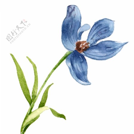 蓝色小雏菊水彩植物元素