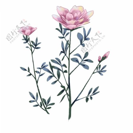 中国古风手绘花卉兰花