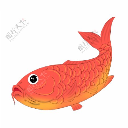 红色鲤鱼鱼类矢量