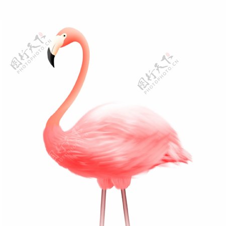 粉色清新火烈鸟动物设计