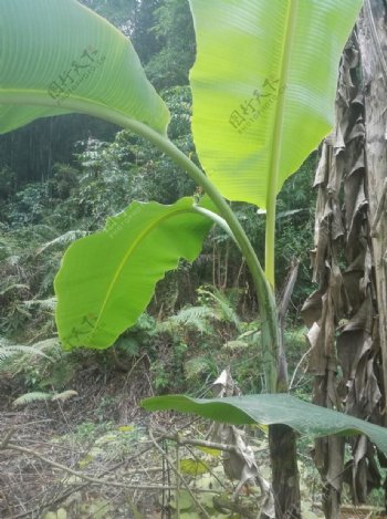 香蕉树芭蕉叶绿叶植物