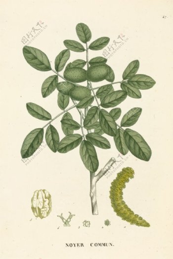 欧式美式手绘植物插画
