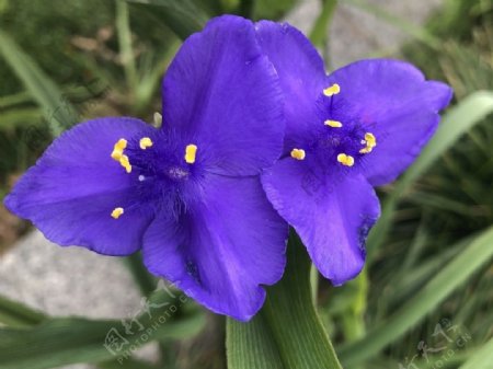 紫色三角兰花草