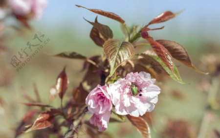 樱花树