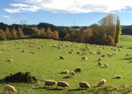 新西兰牧场羊群