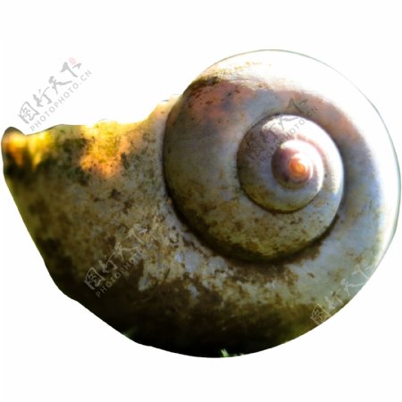动物蜗牛壳子PNG素材