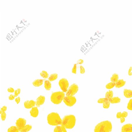 黄色油菜花花朵免抠图
