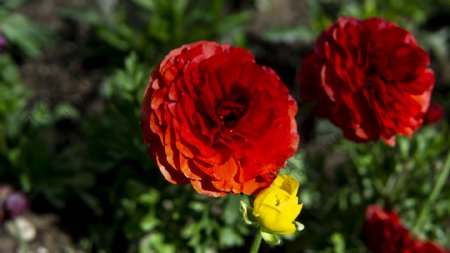 春暖花开系列之红色玫瑰