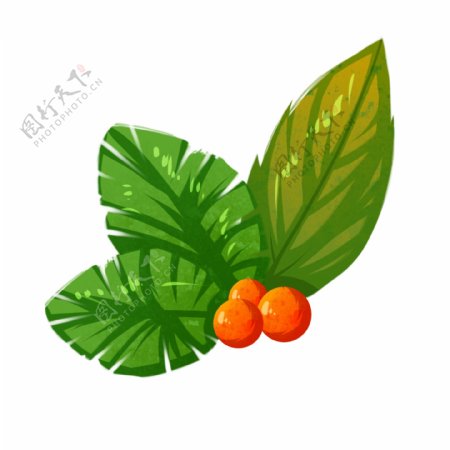 热带植物果实