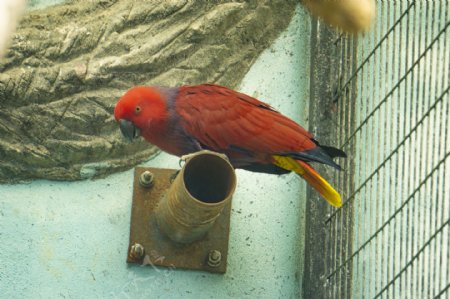 枝头红色鹦鹉摄影