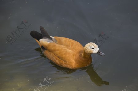 郑州动物园摄影之小黄鸭