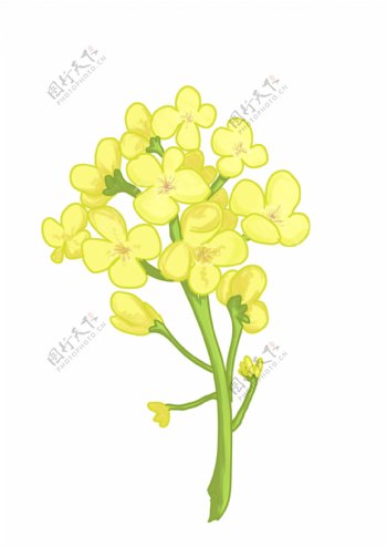 黄色油菜花的插画