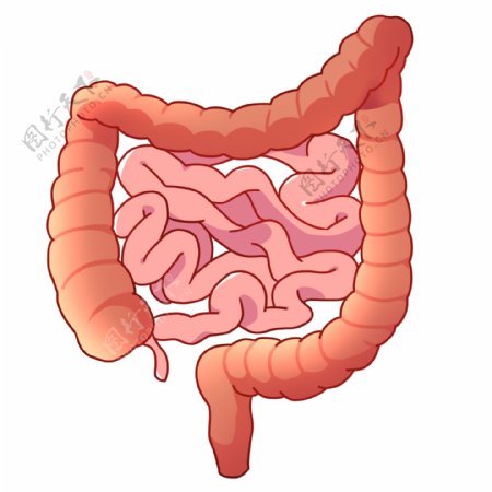 红色人体器官肠子