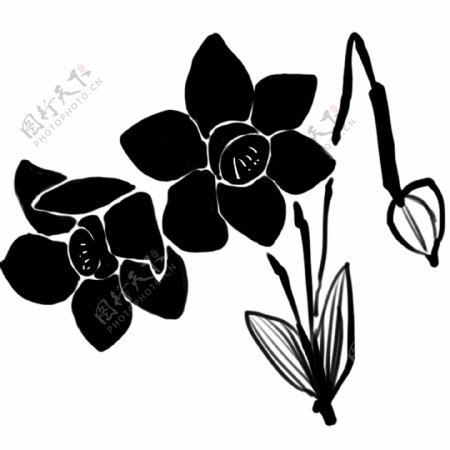 黑色君子兰花朵插图