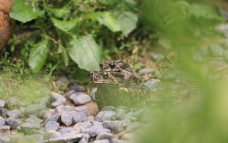 青草池塘处处蛙