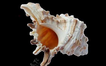 贝壳软体动物扇贝海螺螺