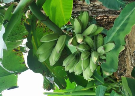 香蕉芭蕉水果果园绿色
