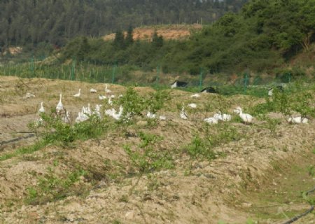 种植基地