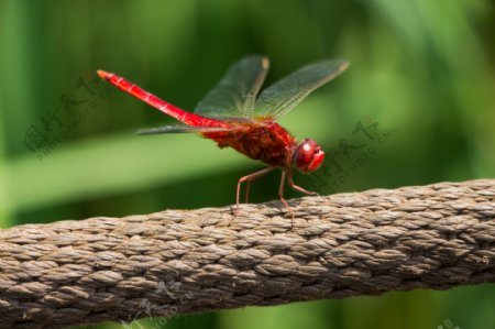 蜻蜓红青蜓昆虫自然摄影